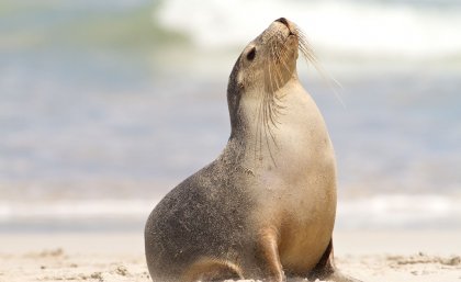 An Australian sea lion raises its head to the sky